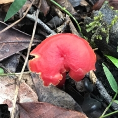 Hygrocybe sp. ‘red’ (A Waxcap) at Urunga, NSW - 16 Apr 2022 by BrianH