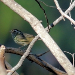 Pyrrholaemus sagittatus (Speckled Warbler) at Chiltern, VIC - 16 Apr 2022 by KylieWaldon