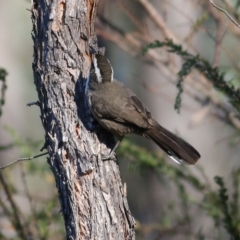 Pomatostomus superciliosus (White-browed Babbler) at Chiltern, VIC - 16 Apr 2022 by KylieWaldon