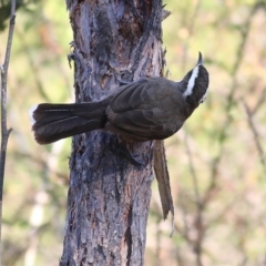 Pomatostomus superciliosus at Chiltern, VIC - 16 Apr 2022