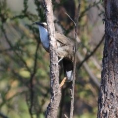 Pomatostomus superciliosus at Chiltern, VIC - 16 Apr 2022