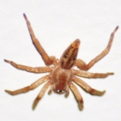 Clubiona sp. (genus) at Jerrabomberra, NSW - suppressed