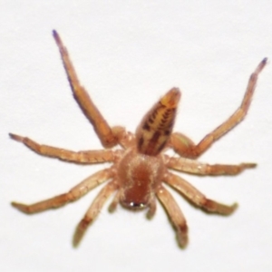 Clubiona sp. (genus) at Jerrabomberra, NSW - 10 Apr 2022