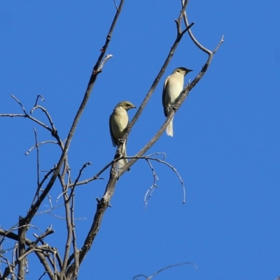Ptilotula fusca (Fuscous Honeyeater) at Chiltern, VIC - 16 Apr 2022 by KylieWaldon