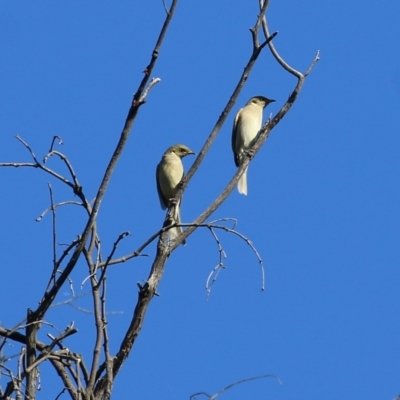 Ptilotula fusca (Fuscous Honeyeater) at Chiltern-Mt Pilot National Park - 15 Apr 2022 by KylieWaldon