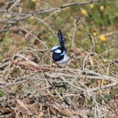 Malurus cyaneus (Superb Fairywren) at Chiltern, VIC - 15 Apr 2022 by KylieWaldon