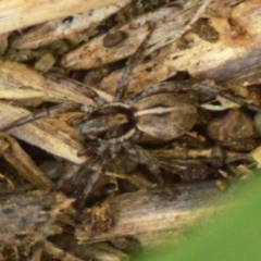 Unidentified Spider (Araneae) (TBC) at Mount Jerrabomberra - 11 Apr 2022 by TmacPictures