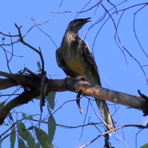 Anthochaera carunculata at Chiltern, VIC - 16 Apr 2022