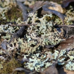 Unidentified Moss, Lichen, Liverwort, etc (TBC) at Chiltern, VIC - 15 Apr 2022 by KylieWaldon