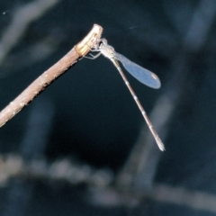 Austrolestes leda (Wandering Ringtail) at Chiltern, VIC - 16 Apr 2022 by KylieWaldon