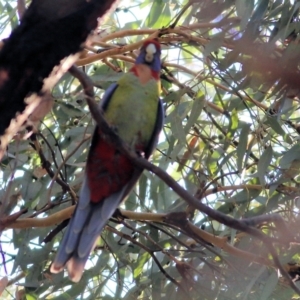 Platycercus elegans at Chiltern, VIC - 16 Apr 2022