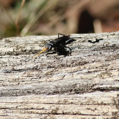 Fabriogenia sp. (genus) (Spider wasp) at Chiltern-Mt Pilot National Park - 16 Apr 2022 by KylieWaldon