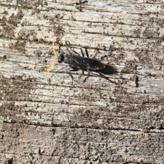 Fabriogenia sp. (genus) at Chiltern, VIC - 16 Apr 2022 10:23 AM