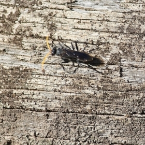 Fabriogenia sp. (genus) at Chiltern, VIC - 16 Apr 2022