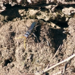 Fabriogenia sp. (genus) at Chiltern, VIC - 16 Apr 2022 10:23 AM