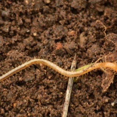 Geophilomorpha sp. (order) (Earth or soil centipede) at Jerrabomberra, NSW - 11 Apr 2022 by Tmac