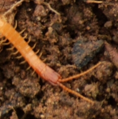 Geophilomorpha sp. (order) at Jerrabomberra, NSW - 11 Apr 2022