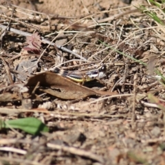 Macrotona sp. (genus) (Macrotona grasshopper) at Chiltern, VIC - 16 Apr 2022 by KylieWaldon