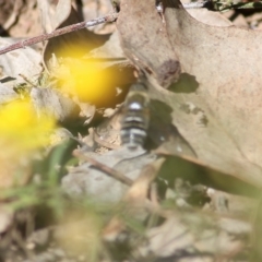 Unidentified Bee (Hymenoptera, Apiformes) (TBC) at Chiltern, VIC - 16 Apr 2022 by KylieWaldon