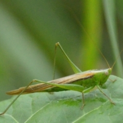 Conocephalus semivittatus (Meadow katydid) at Mount Jerrabomberra - 11 Apr 2022 by TmacPictures