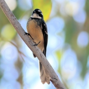 Rhipidura albiscapa at Chiltern, VIC - 16 Apr 2022