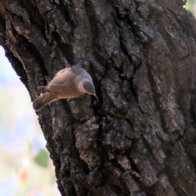 Climacteris picumnus victoriae (Brown Treecreeper) at Chiltern, VIC - 16 Apr 2022 by KylieWaldon