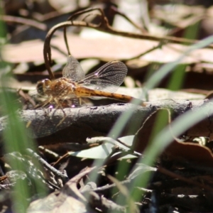 Diplacodes bipunctata at Chiltern, VIC - 16 Apr 2022