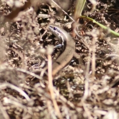 Unidentified Skink at Chiltern, VIC - 16 Apr 2022 by KylieWaldon