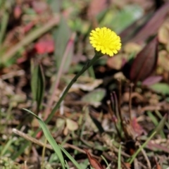 Unidentified Daisy at Chiltern, VIC - 16 Apr 2022 by KylieWaldon