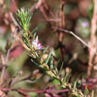 Unidentified Other Shrub at Chiltern-Mt Pilot National Park - 16 Apr 2022 by KylieWaldon