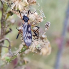 Gynoplistia sp. (genus) (Crane fly) at O'Malley, ACT - 16 Apr 2022 by Mike