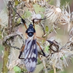 Gynoplistia sp. (genus) at O'Malley, ACT - 16 Apr 2022