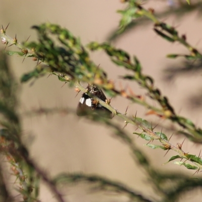 Unidentified Tiger moth (Arctiinae) at Chiltern, VIC - 15 Apr 2022 by KylieWaldon