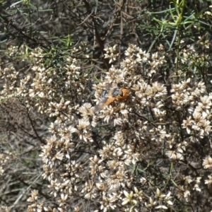 Microtropesa sp. (genus) at Watson, ACT - 16 Apr 2022