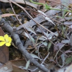 Goodenia hederacea subsp. hederacea at Chiltern-Mt Pilot National Park - 16 Apr 2022 by KylieWaldon