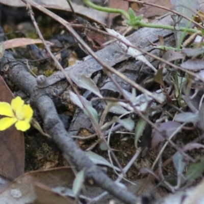 Goodenia hederacea subsp. hederacea at Chiltern-Mt Pilot National Park - 16 Apr 2022 by KylieWaldon
