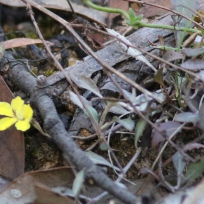 Goodenia hederacea subsp. hederacea at Chiltern-Mt Pilot National Park - 15 Apr 2022 by KylieWaldon