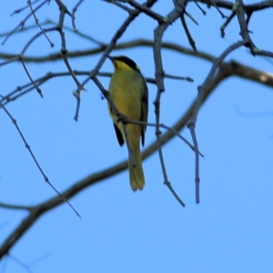 Lichenostomus melanops at Chiltern, VIC - 16 Apr 2022