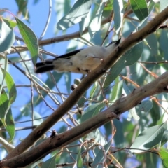 Melithreptus brevirostris (Brown-headed Honeyeater) at Chiltern, VIC - 16 Apr 2022 by KylieWaldon