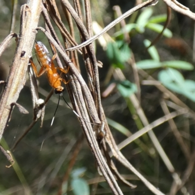Stiromesostenus sp. (genus) (An ichneumon wasp) at Mount Majura - 16 Apr 2022 by Birdy