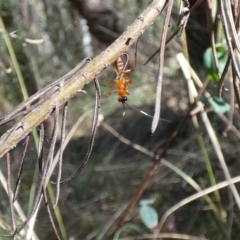 Stiromesostenus sp. (genus) at Watson, ACT - 16 Apr 2022