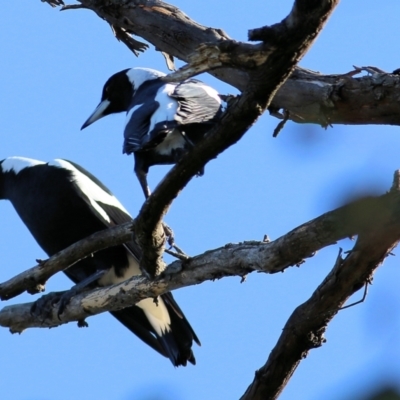 Gymnorhina tibicen (Australian Magpie) at Chiltern, VIC - 16 Apr 2022 by KylieWaldon