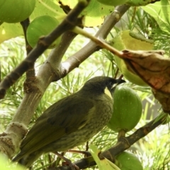 Meliphaga lewinii (Lewin's Honeyeater) at Burradoo - 16 Apr 2022 by GlossyGal