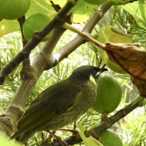 Meliphaga lewinii at Burradoo, NSW - suppressed