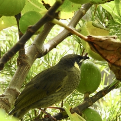 Meliphaga lewinii (Lewin's Honeyeater) at Wingecarribee Local Government Area - 16 Apr 2022 by GlossyGal