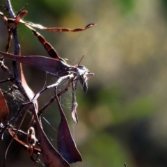 Unidentified Shield, Stink & Jewel Bug (Pentatomoidea) at Chiltern-Mt Pilot National Park - 16 Apr 2022 by KylieWaldon