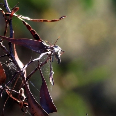 Unidentified Shield, Stink or Jewel Bug (Pentatomoidea) at Chiltern, VIC - 16 Apr 2022 by KylieWaldon