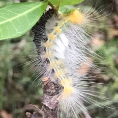 Unverified Moth (Lepidoptera) at Urunga, NSW - 16 Apr 2022 by BrianH