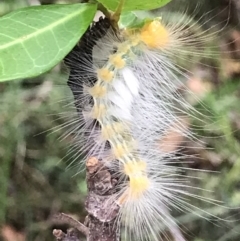 Unidentified Moth (Lepidoptera) at Urunga, NSW - 16 Apr 2022 by BrianH