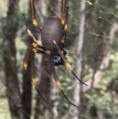 Trichonephila plumipes (Humped golden orb weaver) at Urunga, NSW - 16 Apr 2022 by BrianH